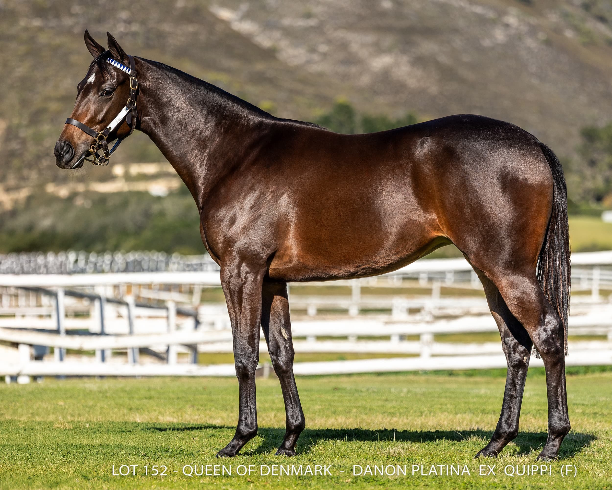 Queen Of Denmark - SAPFS Racing