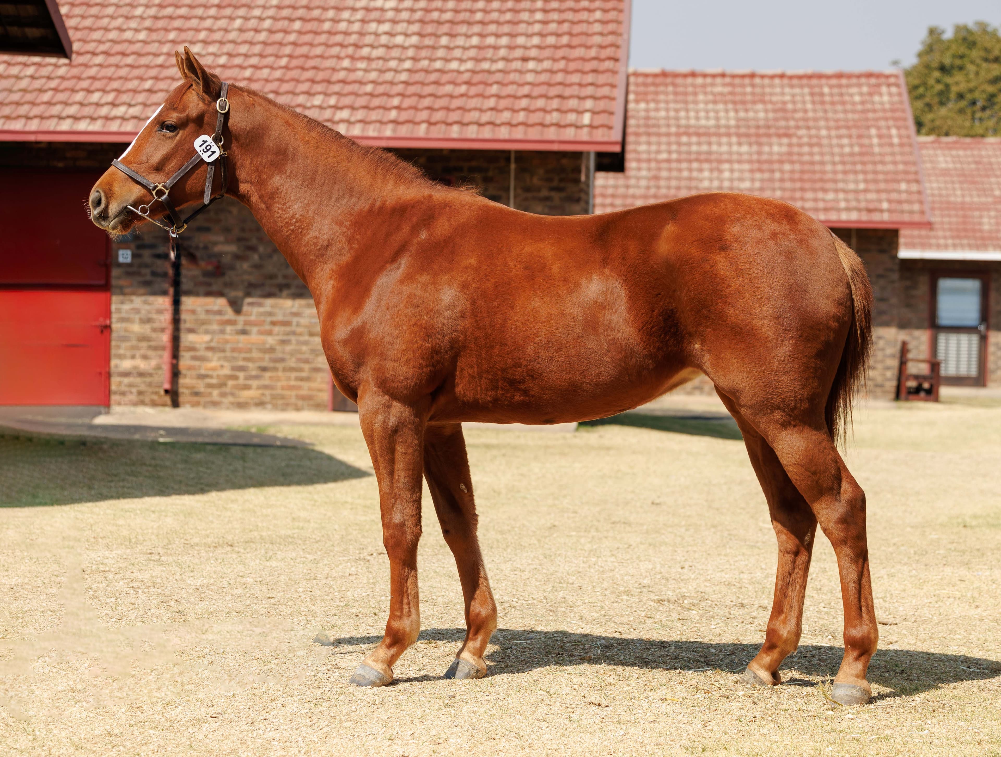 Gunnery Sergeant - SAPFS Racing