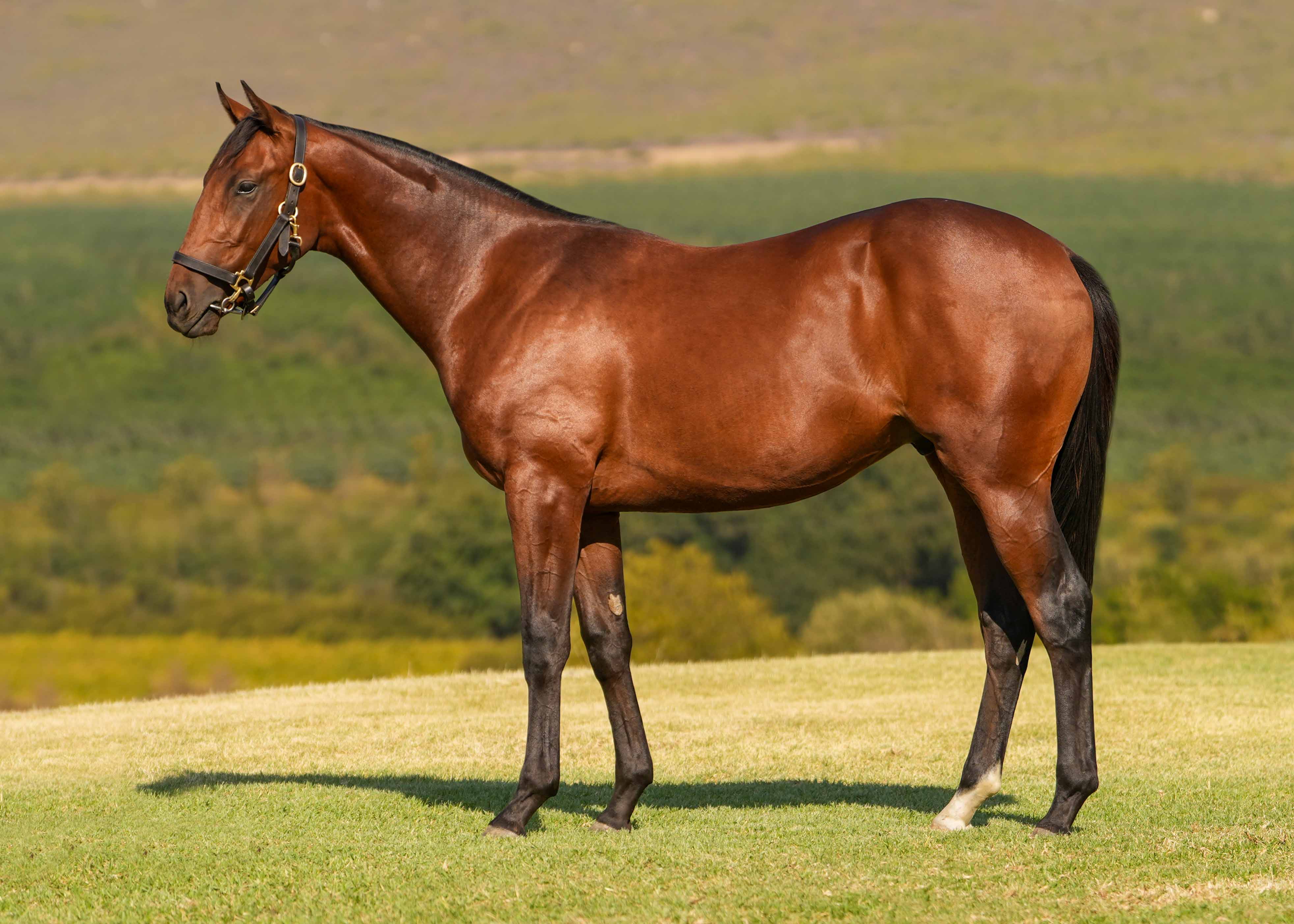 Kazenoyoni, the SAPFS-owned son of Danon Platina trained by Duncan Howells