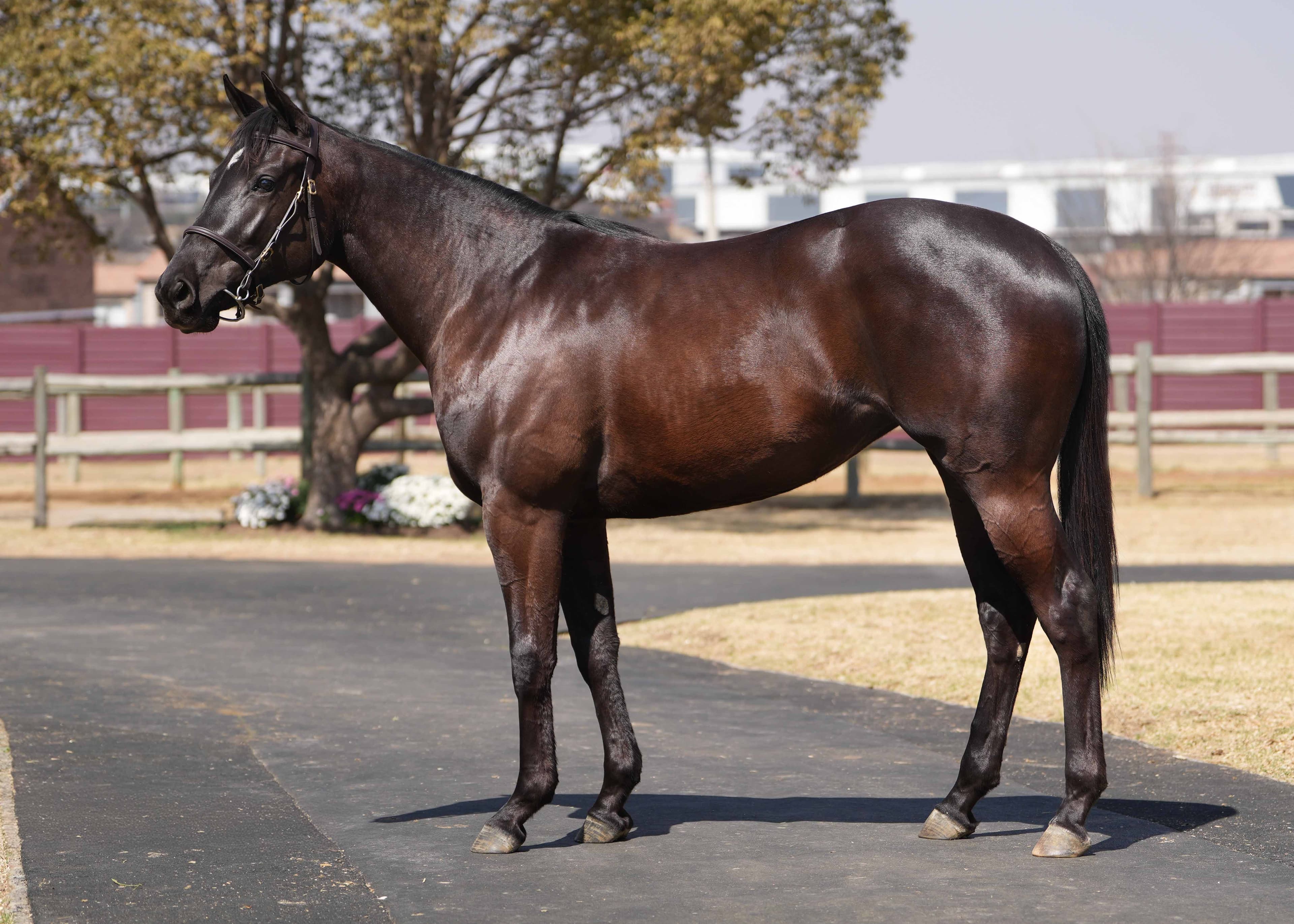 Penny Pretty - SAPFS Racing