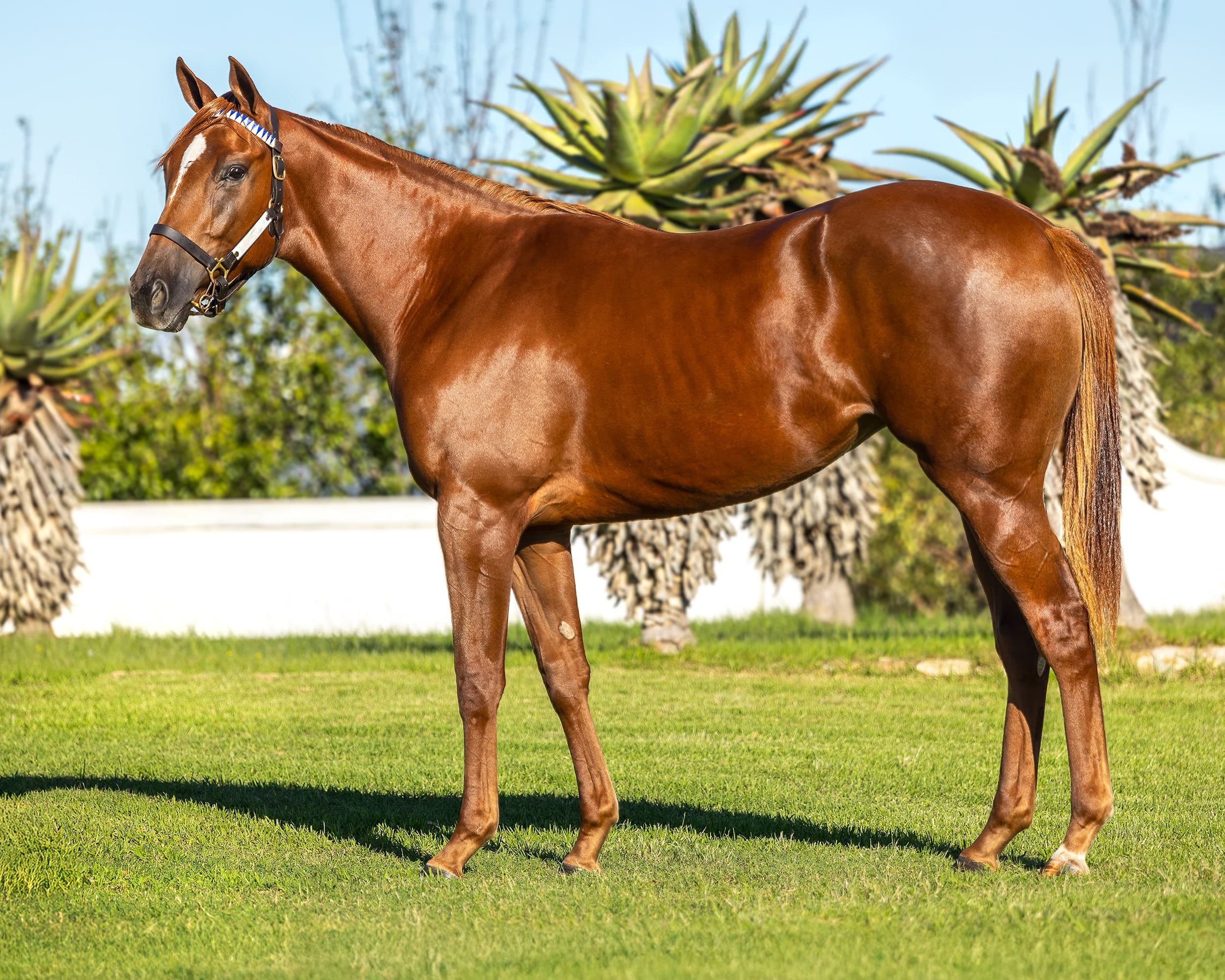 Tea For Three - SAPFS Racing